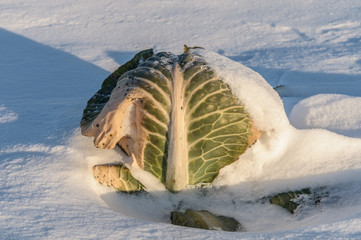Cabbage on a snow-covered field