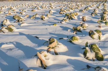 Неубранное Капустное поле под снегом