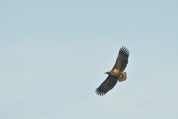 Seeadler