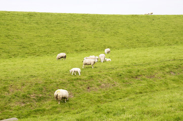 Obraz premium pecore al pascolo