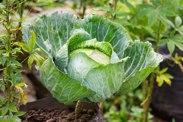 Fresh cabbage