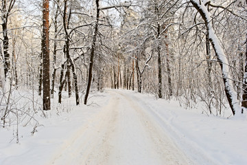 Snow-covered path in the winter forest