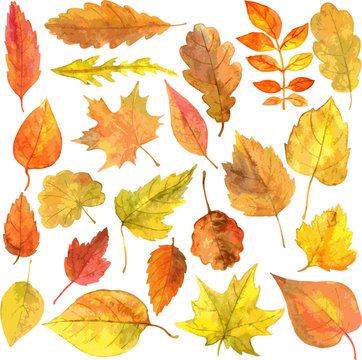set of autumn leaves in watercolor