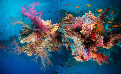 Tropical Anthias fish with net fire corals