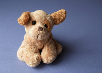 Cute puppy on blue background