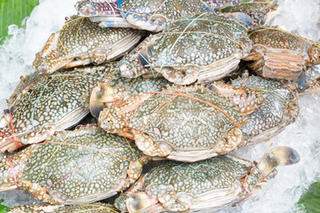 Fresh raw crab freeze with ice