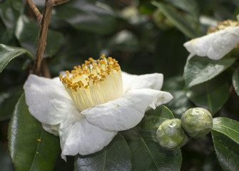 White Camellia Flower and buds