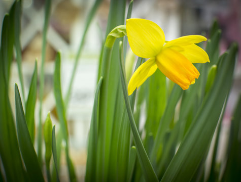 Single yellow daffodil