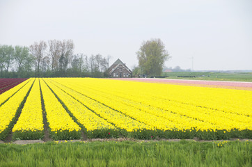 campi di tulipani