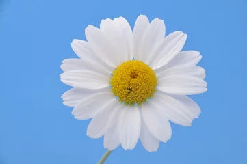 Photo sur Plexiglas Marguerites White  daisy on a blue background