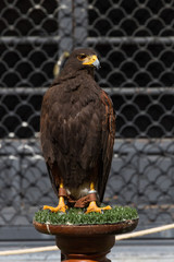 Aguila Harris