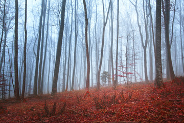 Seasonal forest trees