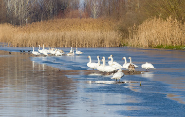 Swans on the river coast