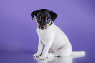 Dog breed Toy fox terrier puppy