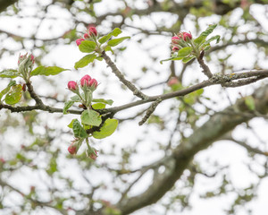 Pink apple blossom