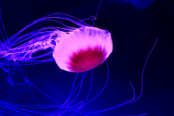Jellyfish in deep blue sea