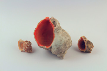 sea shells