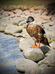 Female mallard duck