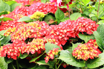 Hydrangea flowers,Laurustinus
