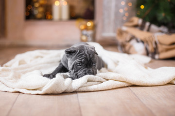 Dog breed Cane Corso puppy