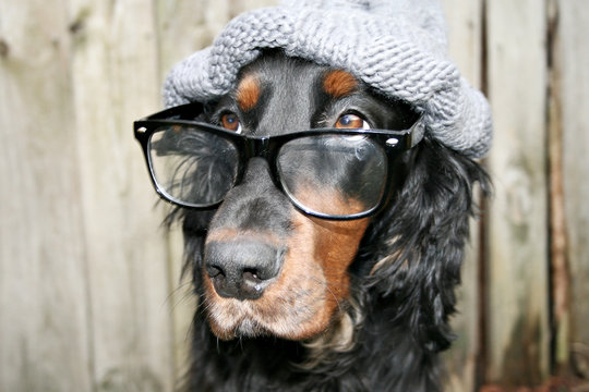 Gordon setter schlau intelligenter nerdhund spieser cute