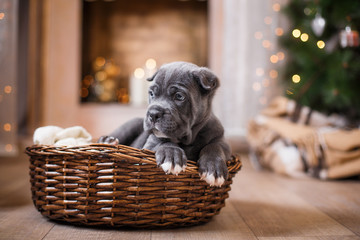 Dog breed Cane Corso puppy