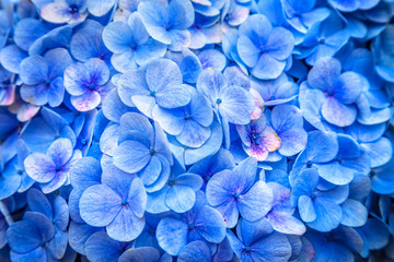 Fototapety  Unusual blue flowers