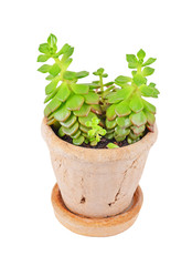 Green succulent plant sempervivum, isolated on white background