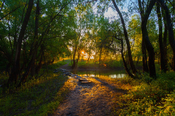 sunset in spring forest