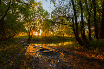 sunset in spring forest