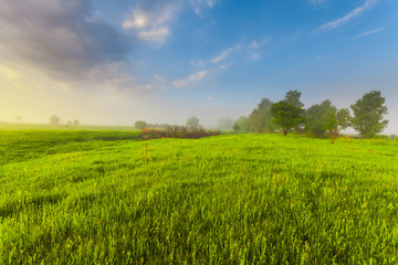 sunset in spring forest