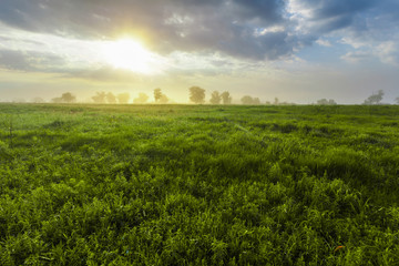 sunset in spring forest © Dmytro Kosmenko