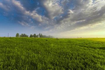 Obraz premium sunset in spring forest