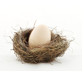 Small nest with big egg