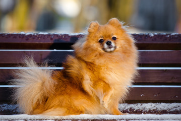 red pomeranian spitz dog on a bench - obrazy, fototapety, plakaty