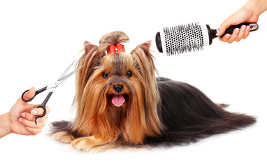 Yorkshire terrier grooming at the salon for dogs, isolated