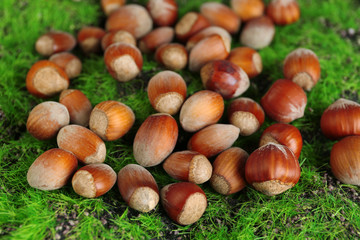 Hazelnuts  on green grass background