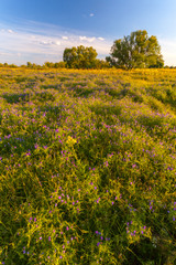 sunset in spring forest