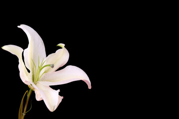 Beautiful lily isolated on black