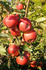 Branch with many red apples