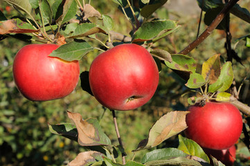 Branch with three red apples