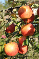 Branch with many red apples