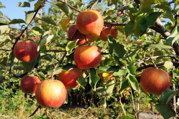 Branch with many red apples