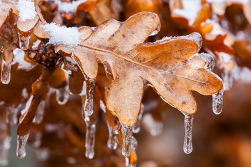 frozen oak leaves