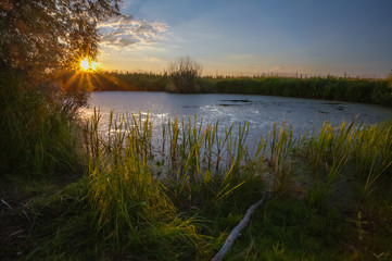 sunset in spring forest