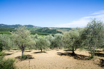 Fototapeta na wymiar oliviers toscane