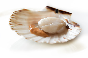 Fresh opened scallop