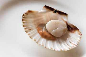 Fresh opened scallop