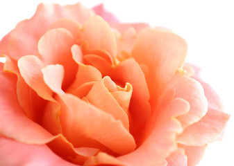 Beautiful orange rose close-up