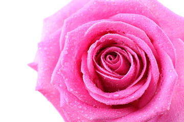 Beautiful pink rose close-up
